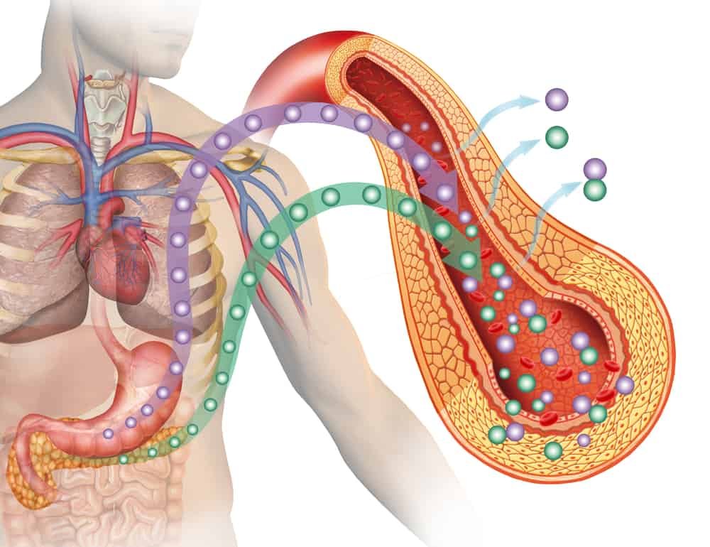 Pancreas and stomach stand out in the production of glucose and insulin