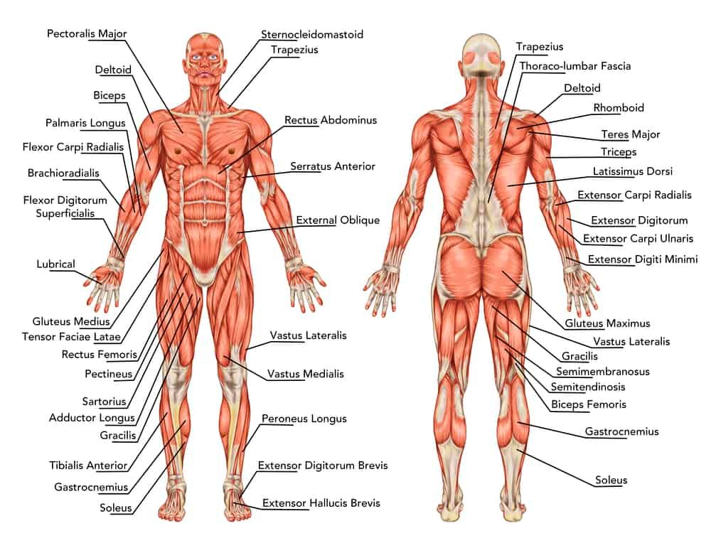How Much Protein To Build Muscle Do You Need? 3 muscular full body anatomy