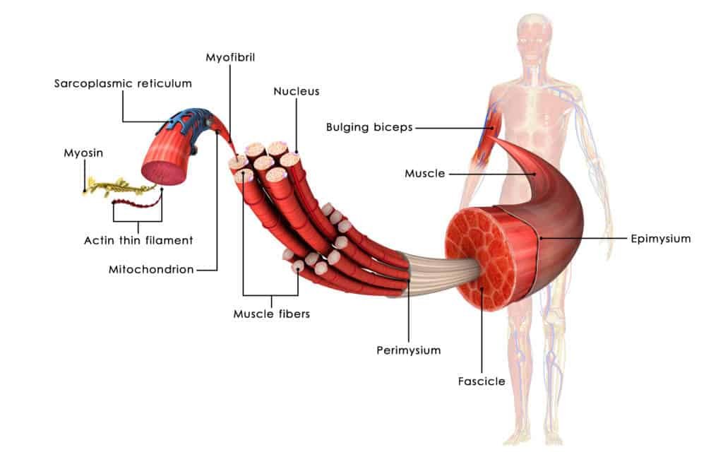 why CrossFit may be robbing of your muscles