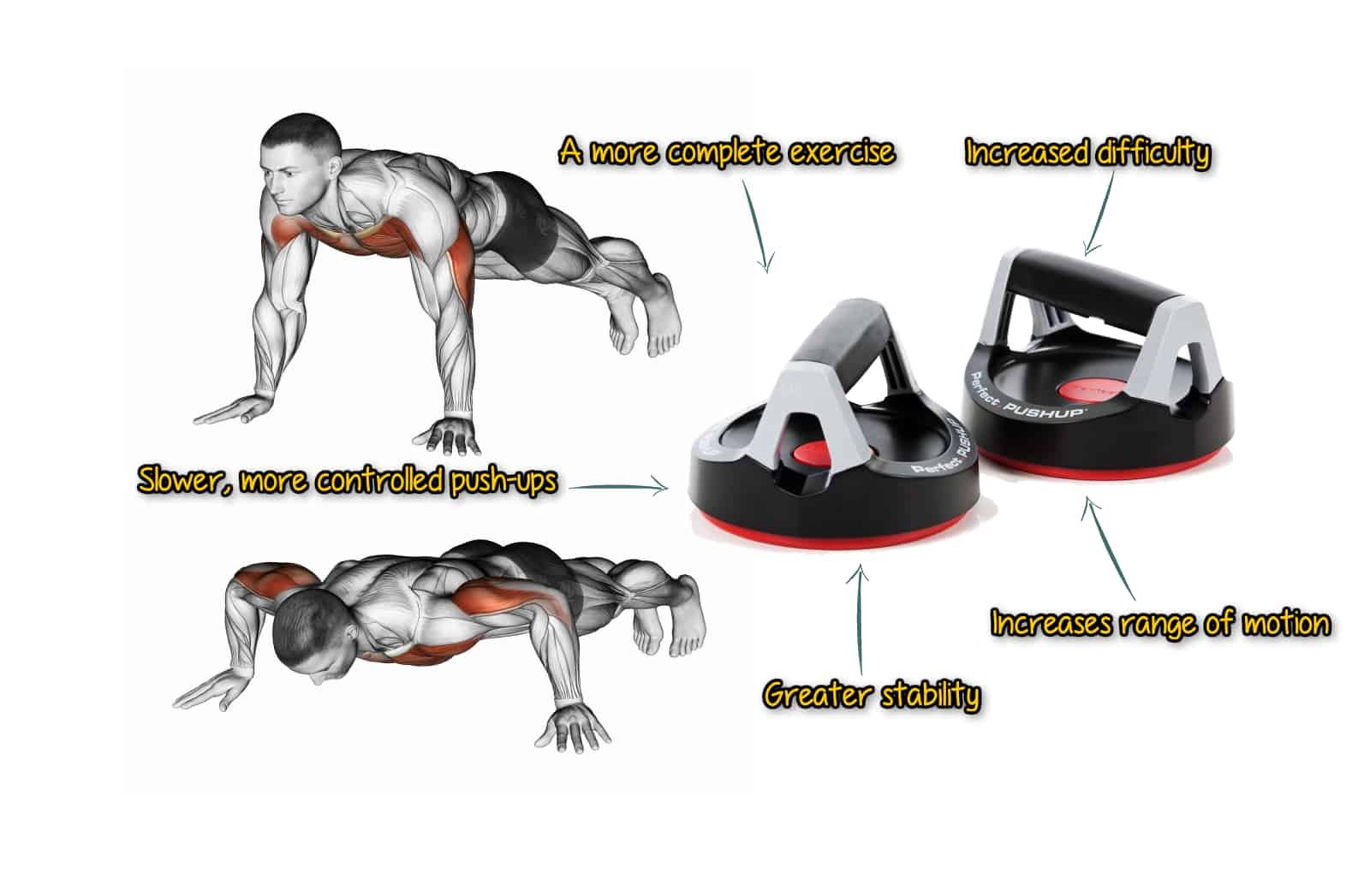 The perfect pushup workout