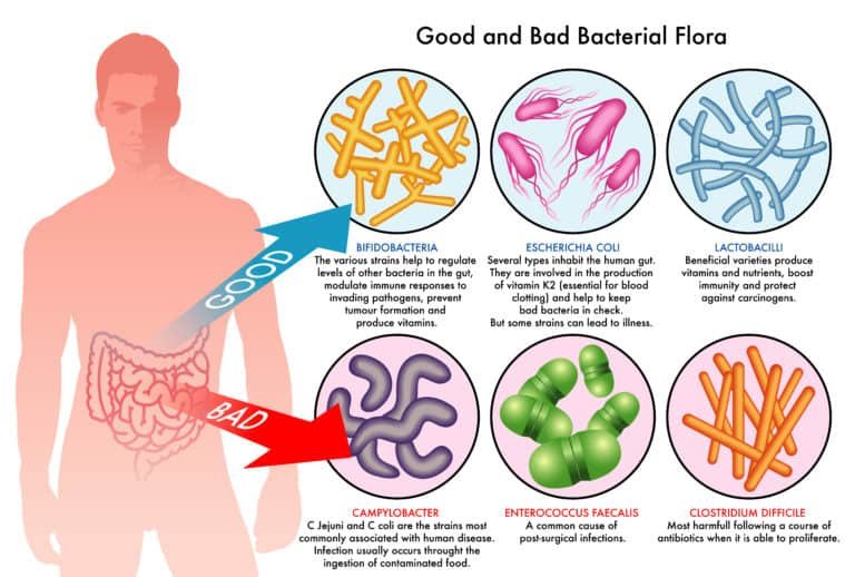6 Health Benefits Of Using Probiotic Supplements