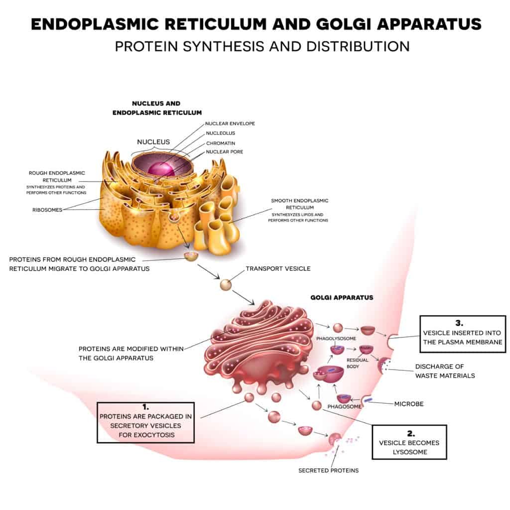 Benefits Of Metabolic Resistance Training