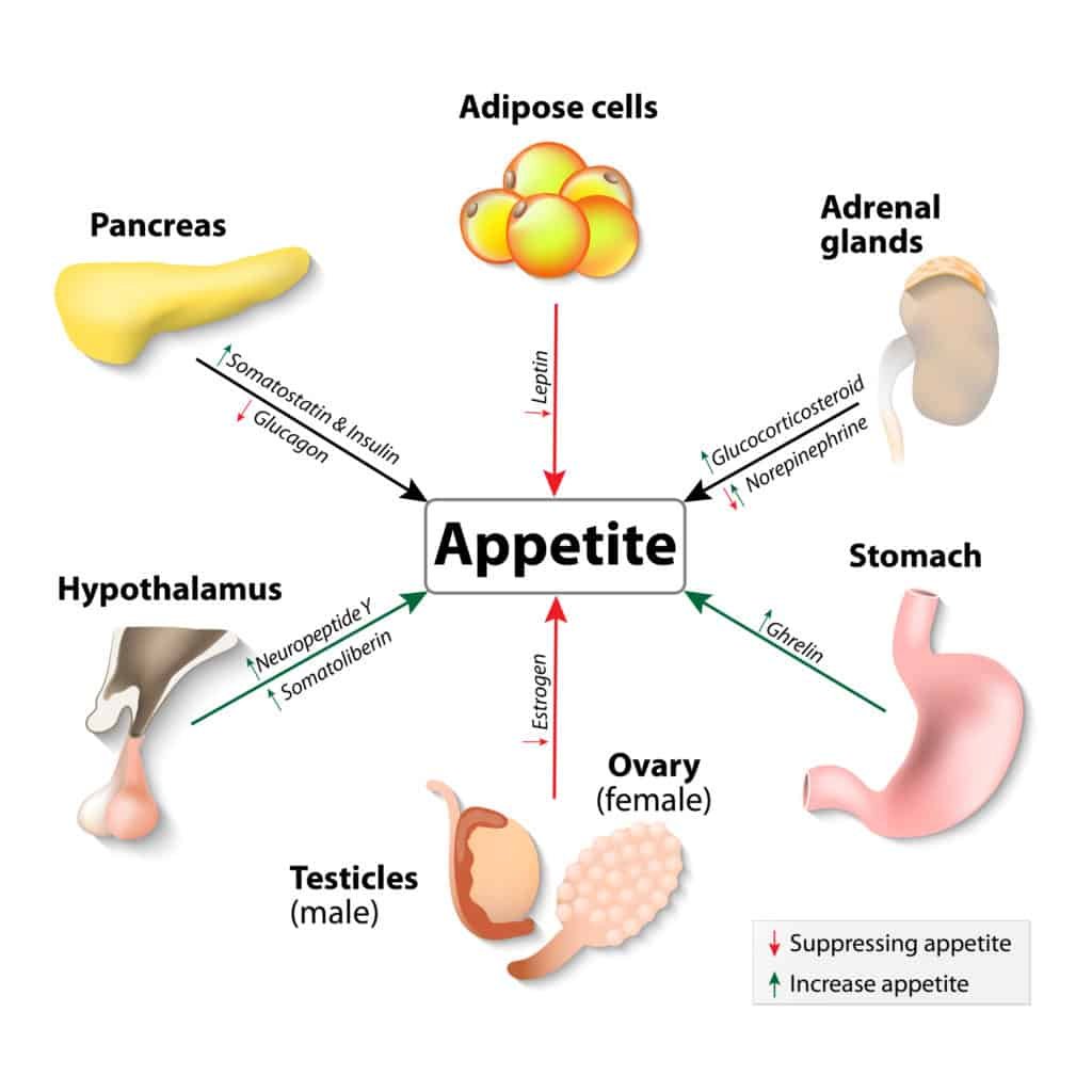 appetite suppressants that work.