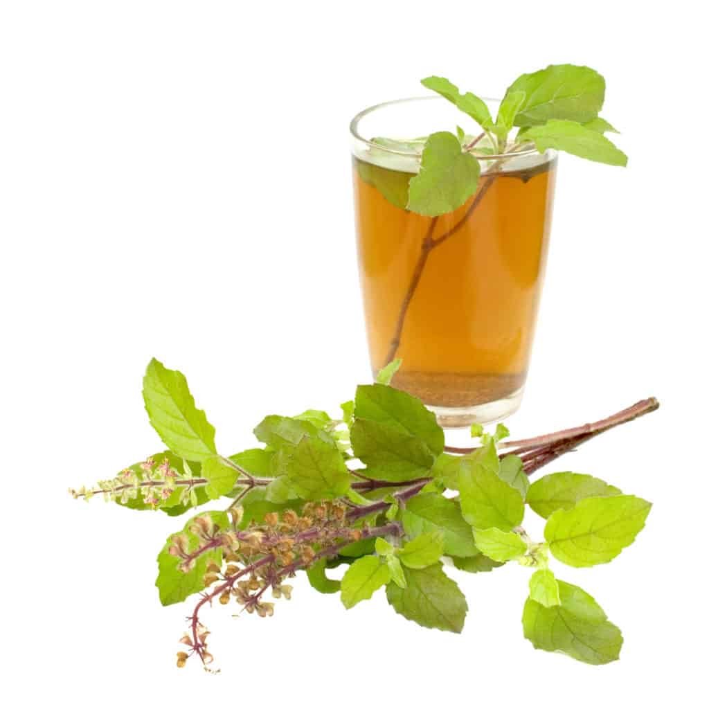 9 Of the Best Adaptogenic Herbs You Should Take Today 3 Adaptogenic herb:Holy Basil