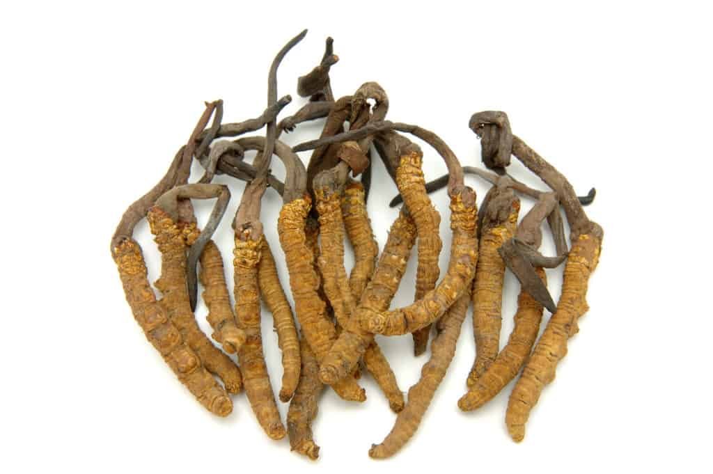 9 Of the Best Adaptogenic Herbs You Should Take Today 5 The best Adaptogenic herbs:Cordyceps