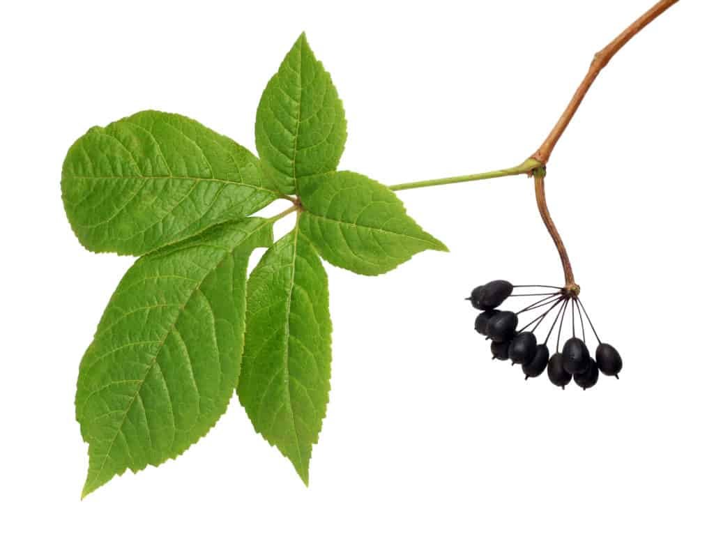 9 Of the Best Adaptogenic Herbs You Should Take Today 9 The best adaptogenic herbs:Eleuthero
