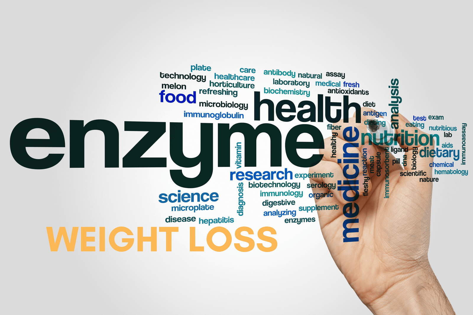 Digestive Enzymes and Weight Loss