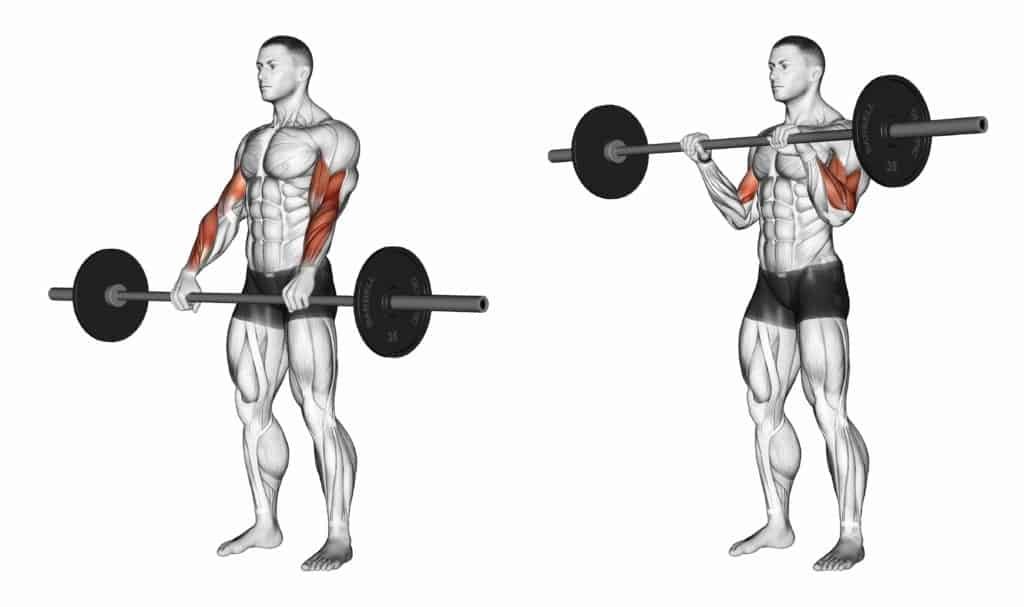 compound vs isolation exercises:Reverse Barbell Curls