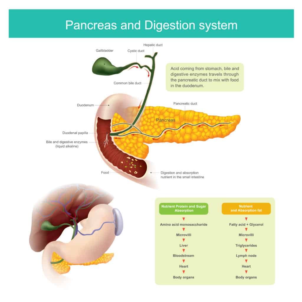 Digestive Enzymes and weight loss:How do they work?