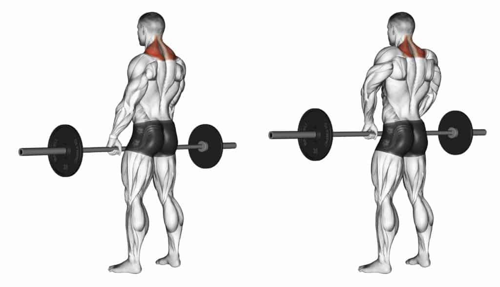 compound vs isolation exercises:Shrugs