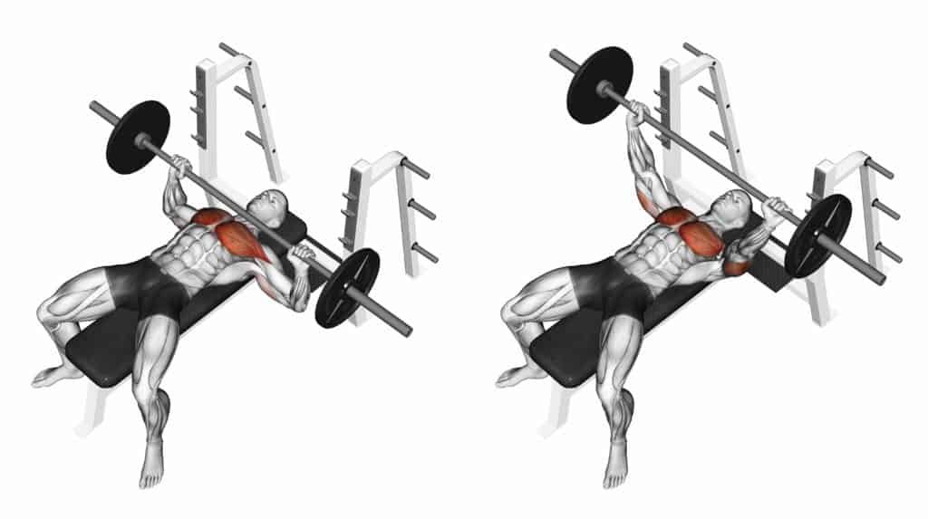 compound vs isolation exercises:Bench Press