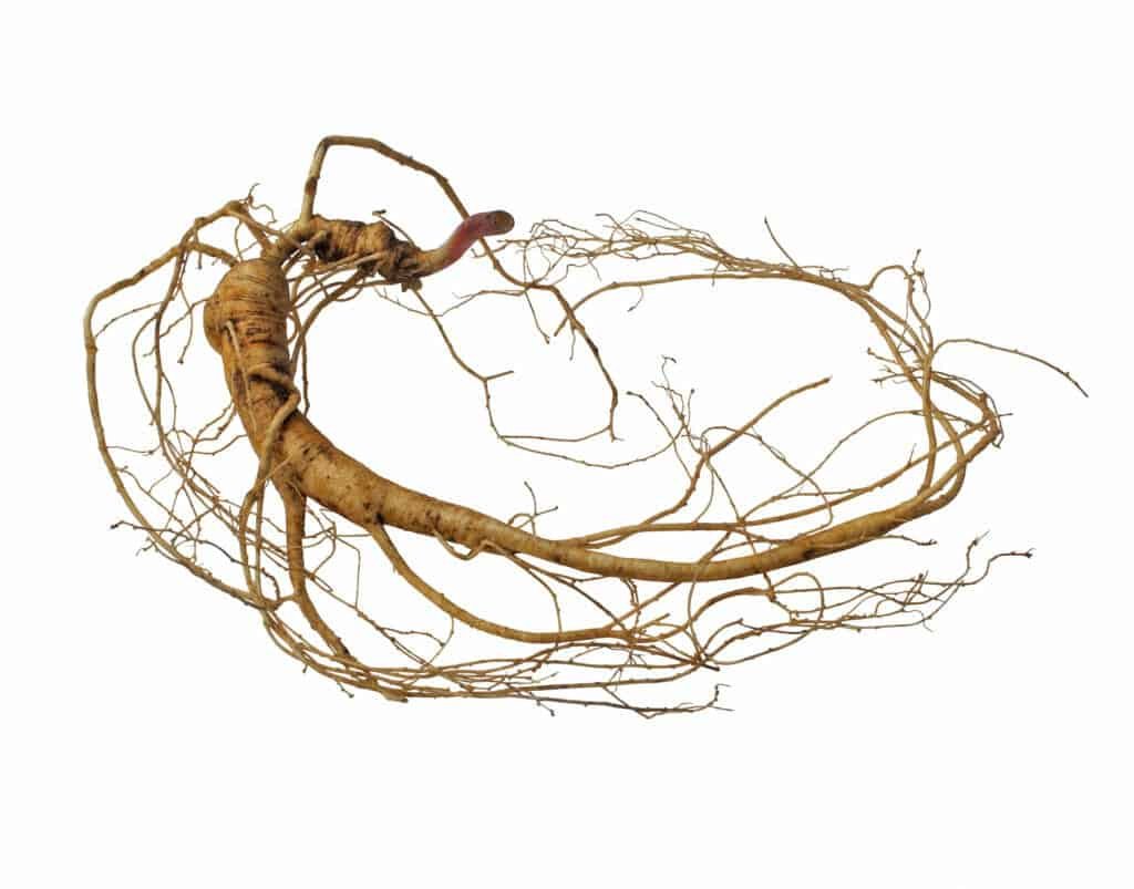 Best herbal tea for energy:Panax Ginseng