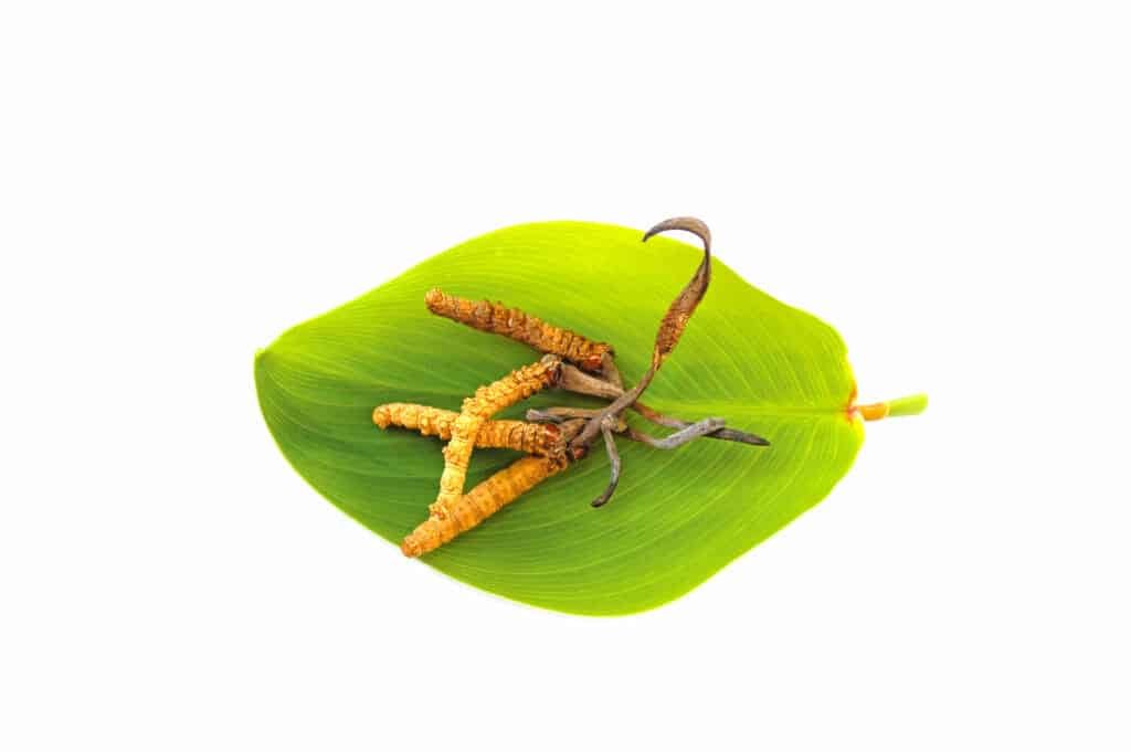 Natural herbs for energy boost:Cordyceps