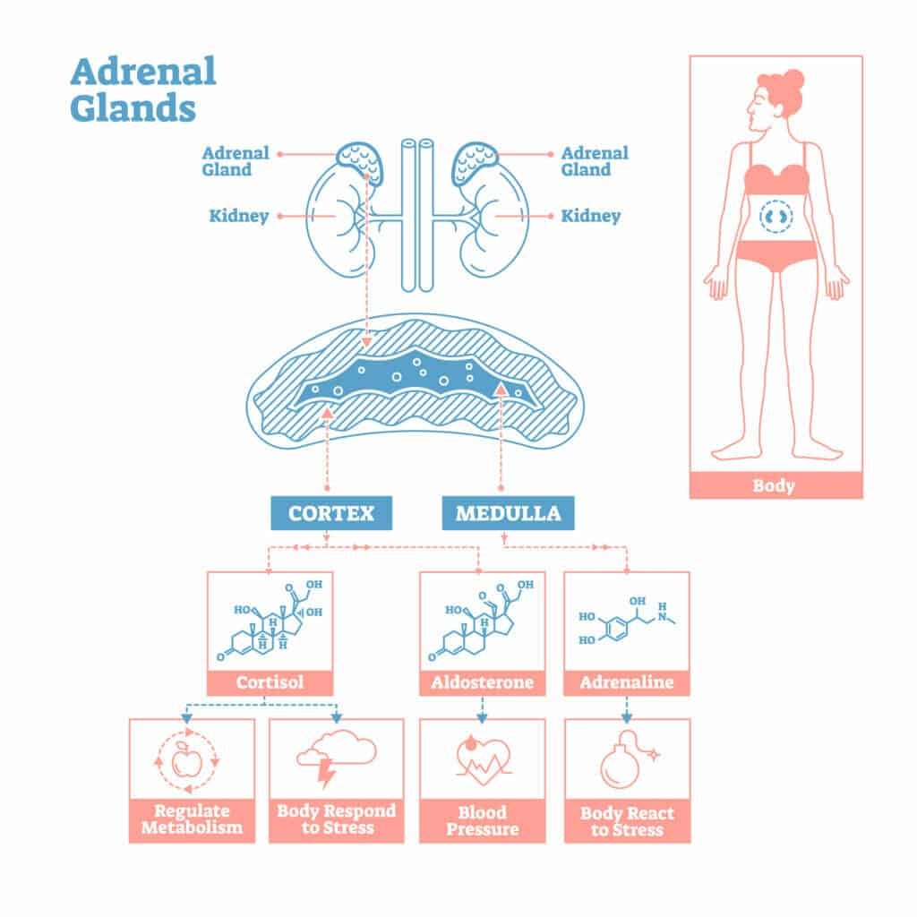 How To Treat Adrenal Fatigue