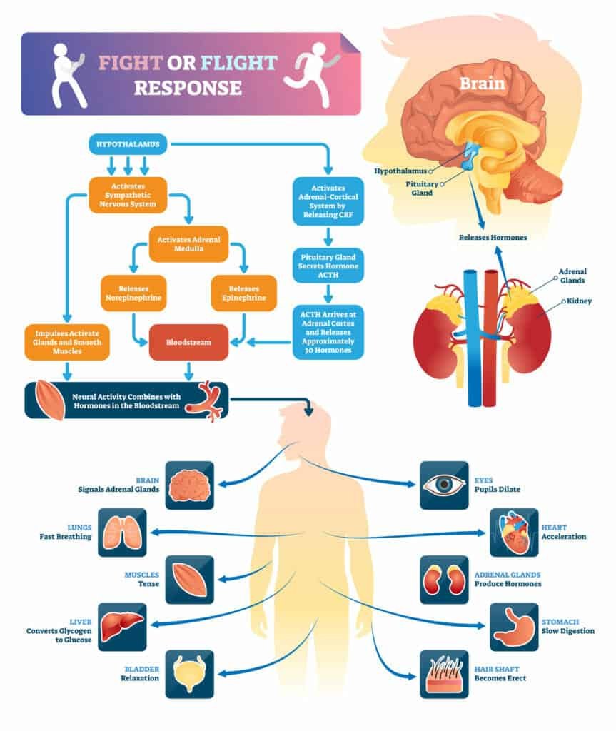 How Adrenal Fatigue Causes Weight Gain