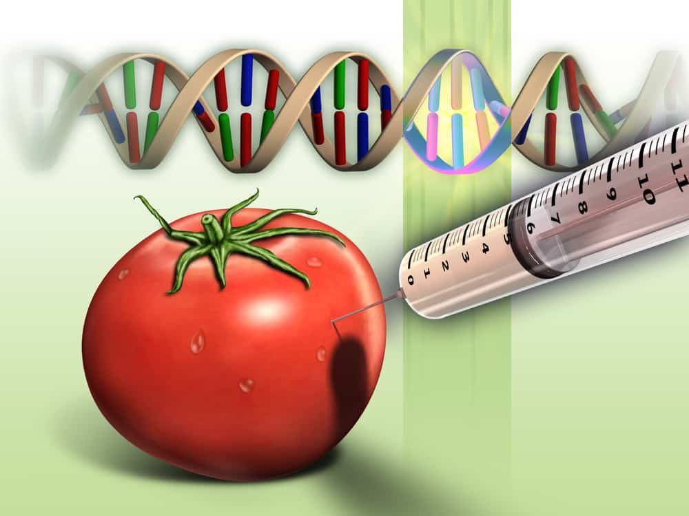 Genetically modified tomato