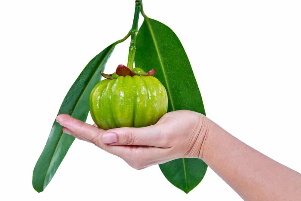 Garcinia cambogia fresh fruit on human hand, isolated on white. Garcinia atroviridis is a spice plants. It helps in the metabolism contain high vitamin C and hydroxy citric acids (HCA) for good health
