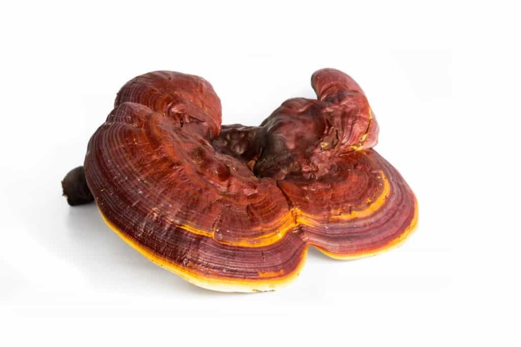 Ganoderma Lucidum isolated on white background