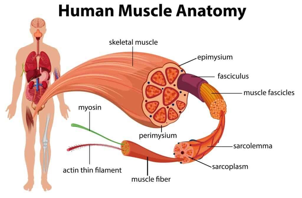 The Why, When, and How of Stretching 2 The Why, When, and How of Stretching 1