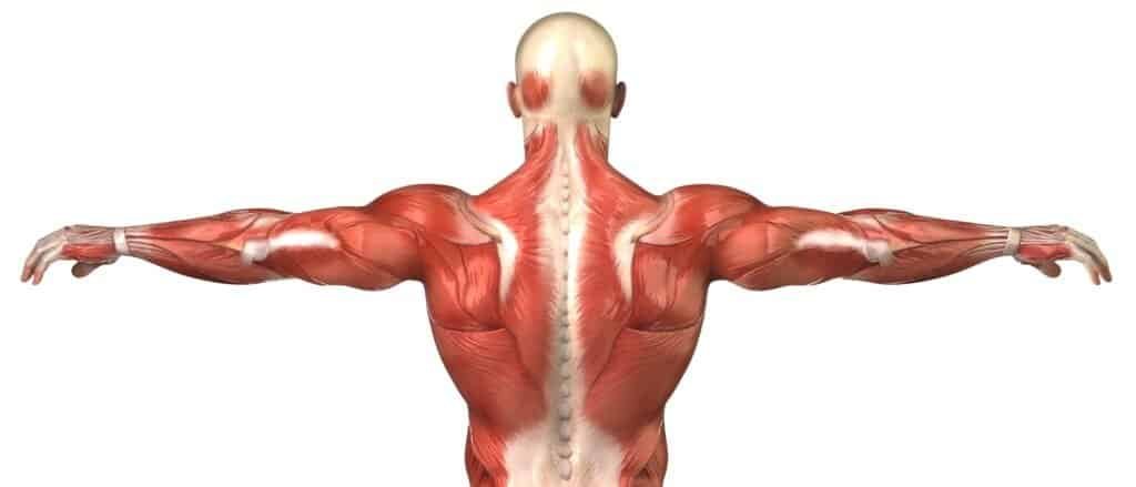 How Long Does It Take To Build Muscle Mass? 2 Male back muscular system anatomy in body-builder pose
