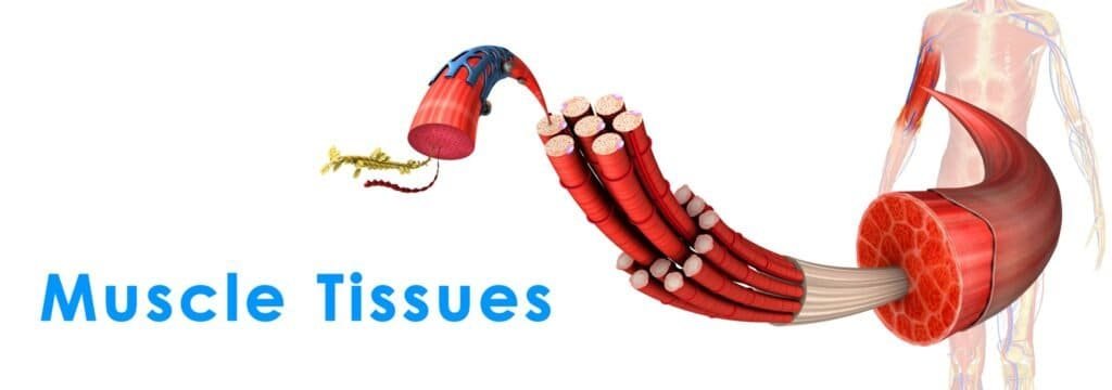 How To Induce Muscle Hyperplasia