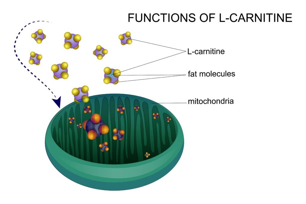 Top 10 Best Supplements For Health & Fitness 10 Acetyl-L-Carnitine