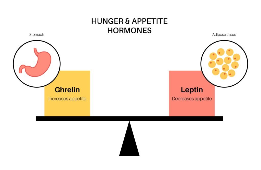 Fat-regulating Hormones: How To Control Them 2 Key Weight-Related Hormones