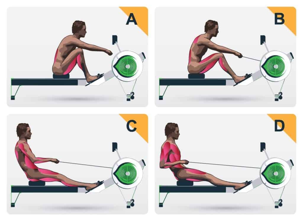 Muscle work on rowing machine