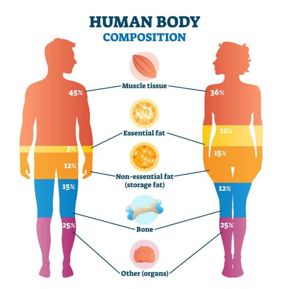 Muscle Up-The Top 10 Benefits of Bodybuilding for Your Health 4 Human body composition infographic