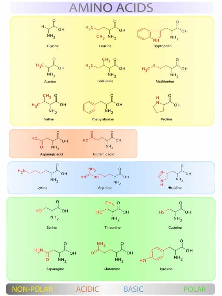 Whey Vs. Casein For Weight Loss-Which Is Best? 2 Amino acids table