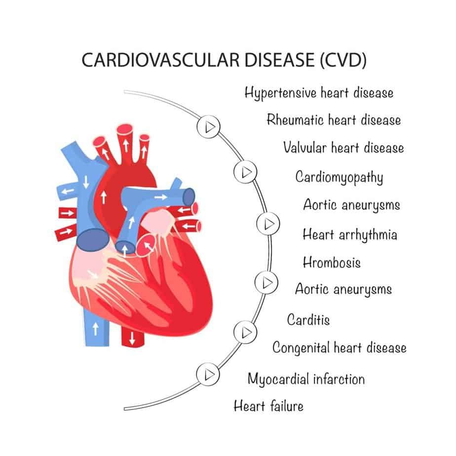 The Science Behind The AHA Diet And Its Benefits 2 The human heart and all types of cardiovascular diseases