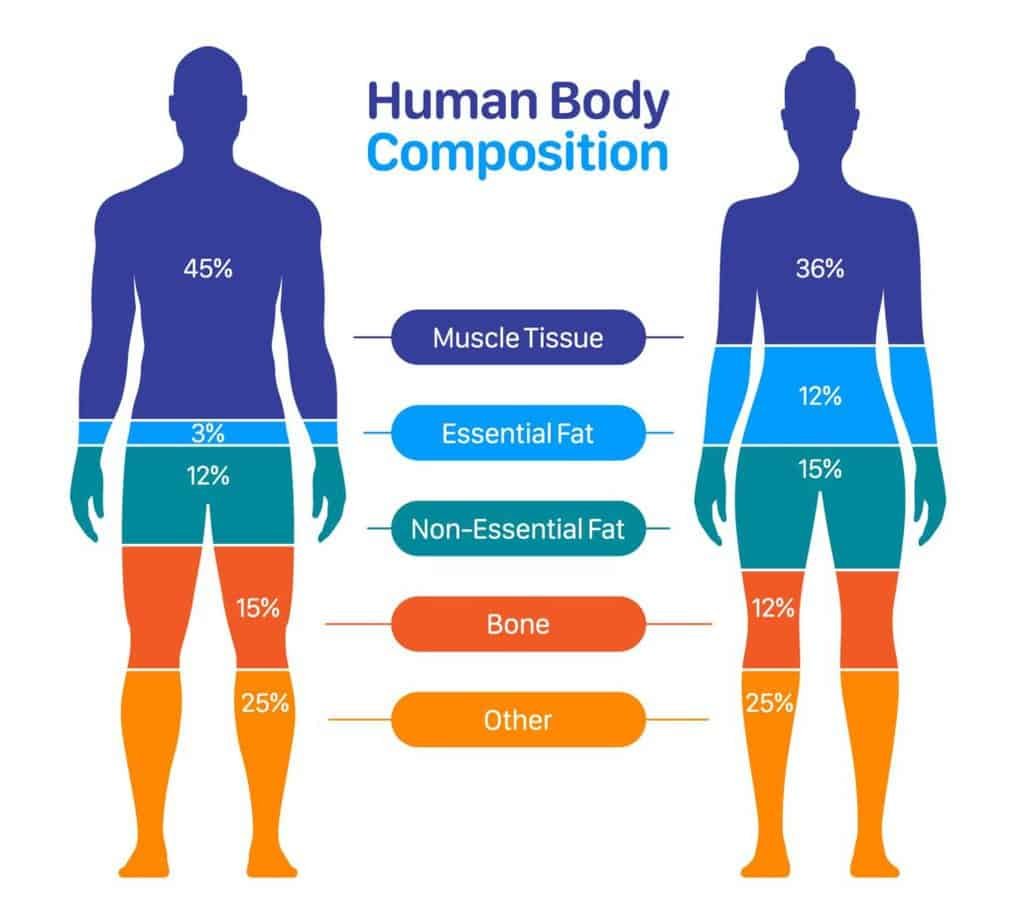 Fat Loss vs. Weight Loss-What You Need to Know Before Starting a Diet 3 Comparison of male and female body composition.