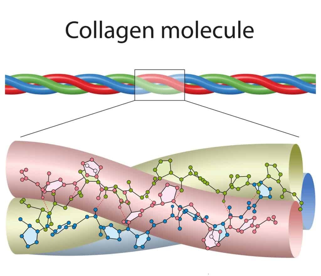 Does Collagen Help You Lose Weight? Unveiling the Truth 2 A small portion of collagen, colored to highlight the three chains