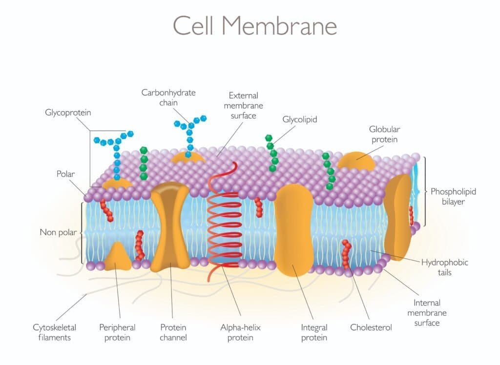 The Battle of Nutrients: Understanding Lipids VS. Carbohydrates 2 Detailed Diagram Models of a Cell Membrane